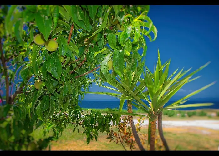 Sea La Vie Skala Rachoni (Thasos)